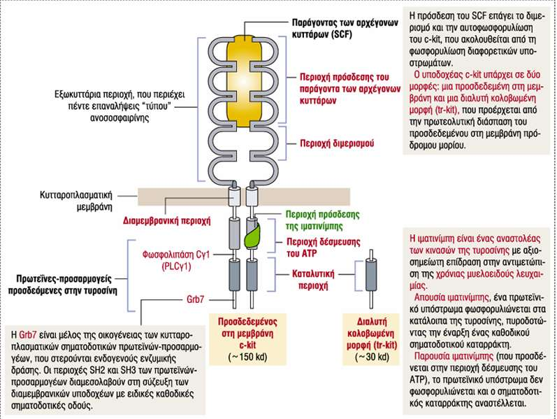 O παράγοντας των αρχέγονων κυττάρων (stem cell factor-scf) πρωτεϊνη συνδέτης, παράγεται από εμβρυϊκούς ιστούς και από τα στρωματικά κύτταρα του μυελού των οστών Ο υποδοχέαςc-kit δράση κινάσης της