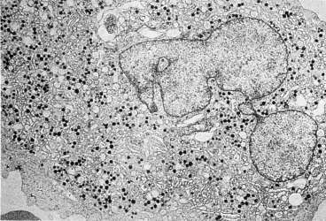 (δίκτυο διαχωριστικών μεμβρανών) Το ΠΜΣ οριοθετεί περιοχές του κυτταροπλάσματος (προαιμοπετάλια) που θα αποκοπούν ως αιμοπετάλια Σταδιακή απώλεια ελεύθερων