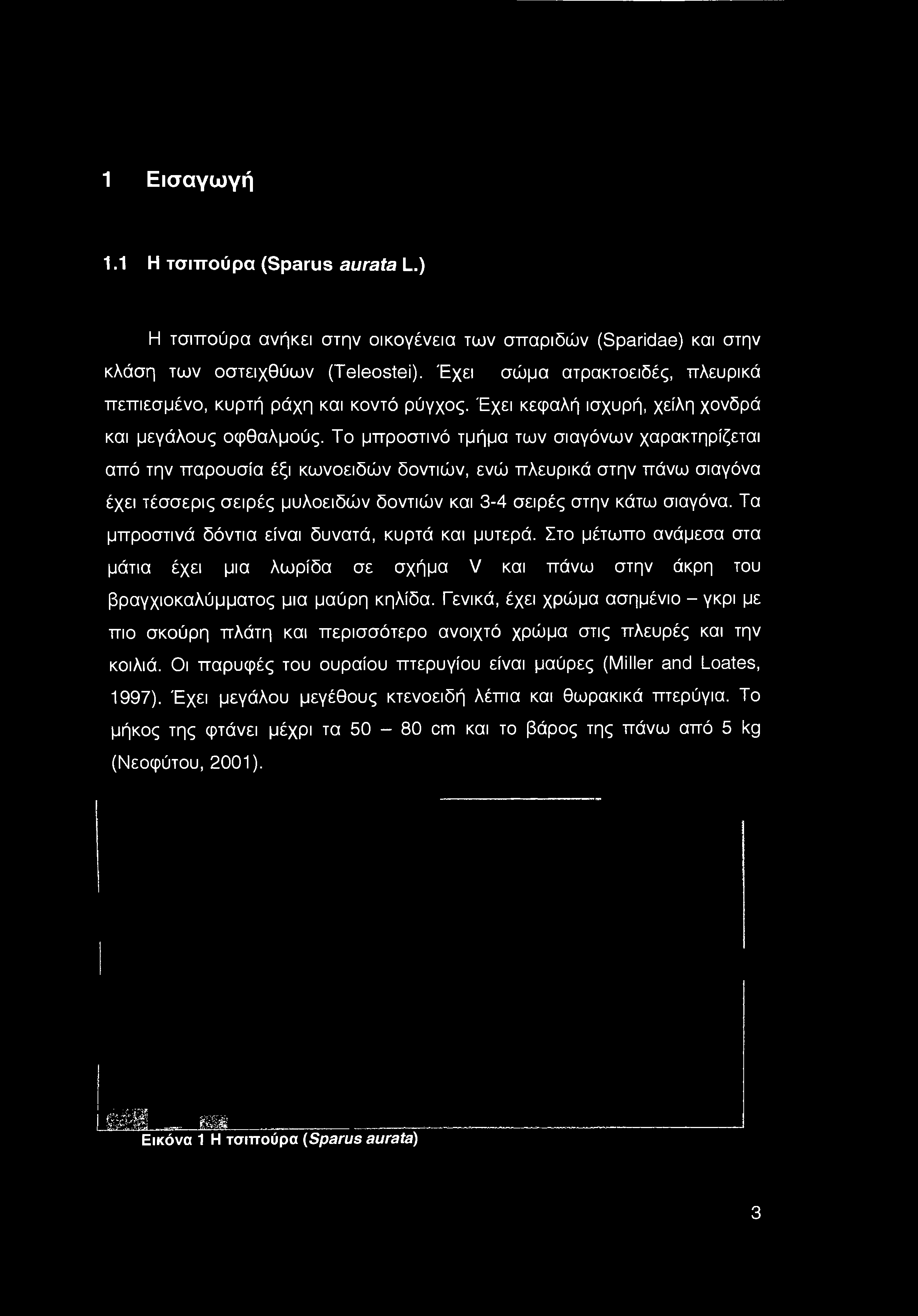 Το μπροστινό τμήμα των σιαγόνων χαρακτηρίζεται από την παρουσία έξι κωνοειδών δοντιών, ενώ πλευρικά στην πάνω σιαγόνα έχει τέσσερις σειρές μυλοειδών δοντιών και 3-4 σειρές στην κάτω σιαγόνα.