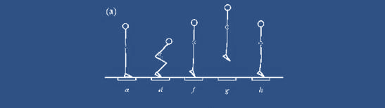Σχήµα 6: Κύκλος διάτασης- βράχυνσης των µυών (a,d,f) των κάτω άκρων κατά την εκτέλεση ενός CMJ (Linthorne N. P.