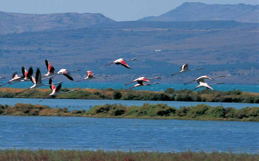 Στην παράκτια περιοχή του κόλπου υπάρχουν 17 φυσικοί και τεχνητοί υγρότοποι, που φιλοξενούν έναν μεγάλο αριθμό πουλιών παγκοσμίου ενδιαφέροντος.