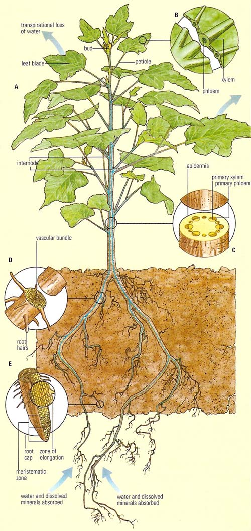 ΣΥΝΕΧΕΣ Έδαφος Φυτό - Ατμόσφαιρα SPAC Soil /