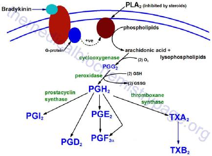 την PGG 2. Τέλος, όπως προαναφέρθηκε, η PGG 2 ανάγεται σε PGH 2 από το ενεργό κέντρο της PGHS που δρα ως υπεροξειδάση [8] ( βλ. Σχήματα 1,2). Σχήμα 1. Σύνθεση προστανοειδών [7].