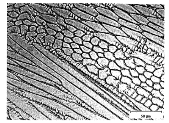 Σχήμα 1.21 : Μεταλλογραφική μορφή στερεοποίηση Τύπου Α της ζώνης συγκολλήσεως Σε αυτό το σημείο παρατηρούμε ότι οι κόκκοι και οι δενδρίτες που φαίνονται με το μικροσκόπιο είναι εύκολα παρατηρίσιμοι.