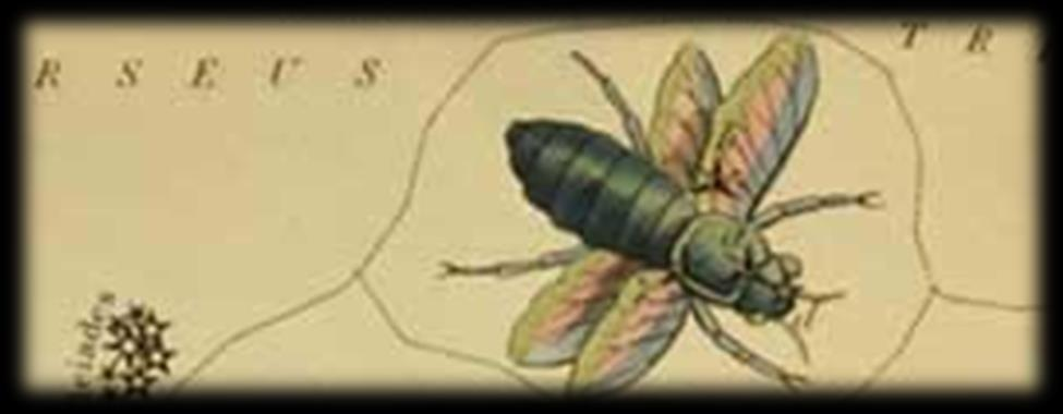 Η αρχική ονομασία του αστερισμού ήταν Musca Australis vel Indica, δηλαδή η Νότιος ή Ινδική Μυία, καθώς μέχρι και τα τέλη του 19ου αιώνα μ.χ. αναγνωριζόταν ο αστερισμός Musca Borealis (η Βόρειος Μυία) στην πλάτη του Κριού.
