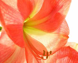 Βοτανική οσία Hippeastrum Τροπικές χώρες Δυσκολία καιέργειας Χαμηλή 11 AMAΡΥΛΛΙΣ Mε εντυπωσιακά κόκκινα ή ροζ λουλοδια, φωτίζει τ εσωρικό σας χώρο καθόλη τη διάρκεια του χειμώνα.