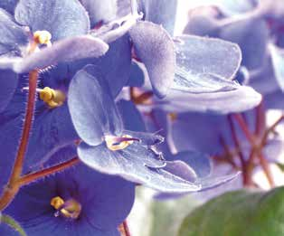 Βοτανική οσία Saintpaulia spp.