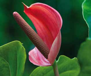 Βοτανική οσία Anthurium spp.