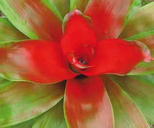 Βοτανική οσία Aechmea spp. Κεντρική & Νότια Αμερική, νήσοι του Ν.