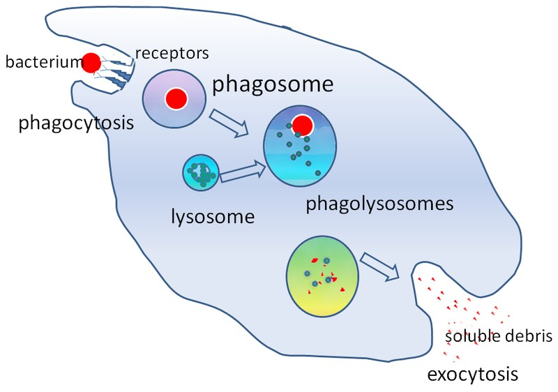 http://biobook.nerinxhs.