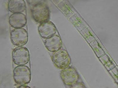 Φύκη (Άλγη) Φωτοσυνθετικοί ευκαρυωτικοί οργανισμοί Χρειάζονται υγρασία Οι πιο αναπτυγμένοι μικροοργανισμοί Κυτταρικό τοίχωμα από κυτταρίνη Έχουν: πυρήνα, χλωροπλάστη, μιτοχόνδρια Φωτοσυνθέτουν-