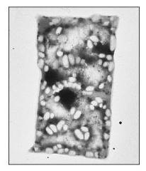 Αρχαία (αρχαιοβακτήρια) Προκαρυωτικά με μεγάλες φυλογενετικές διαφορές από τα βακτήρια Το κυτταρικό τοίχωμα, η κυτταρική μεμβράνη και το rrna είναι
