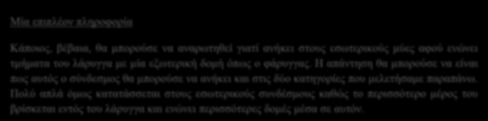 Ελαστικός οπίσθιος κρικοαρυταινοειδής σύνδεσμος Αυτός ο σύνδεσμος έχει ως μοναδική και κύρια λειτουργία του την ενίσχυση τη ς έσω επιφάνειας του χαλαρού αρθρικού θυλάκου της κρικοαρυταινοειδής