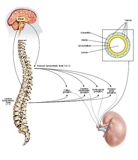 Sympathetic Innervations and