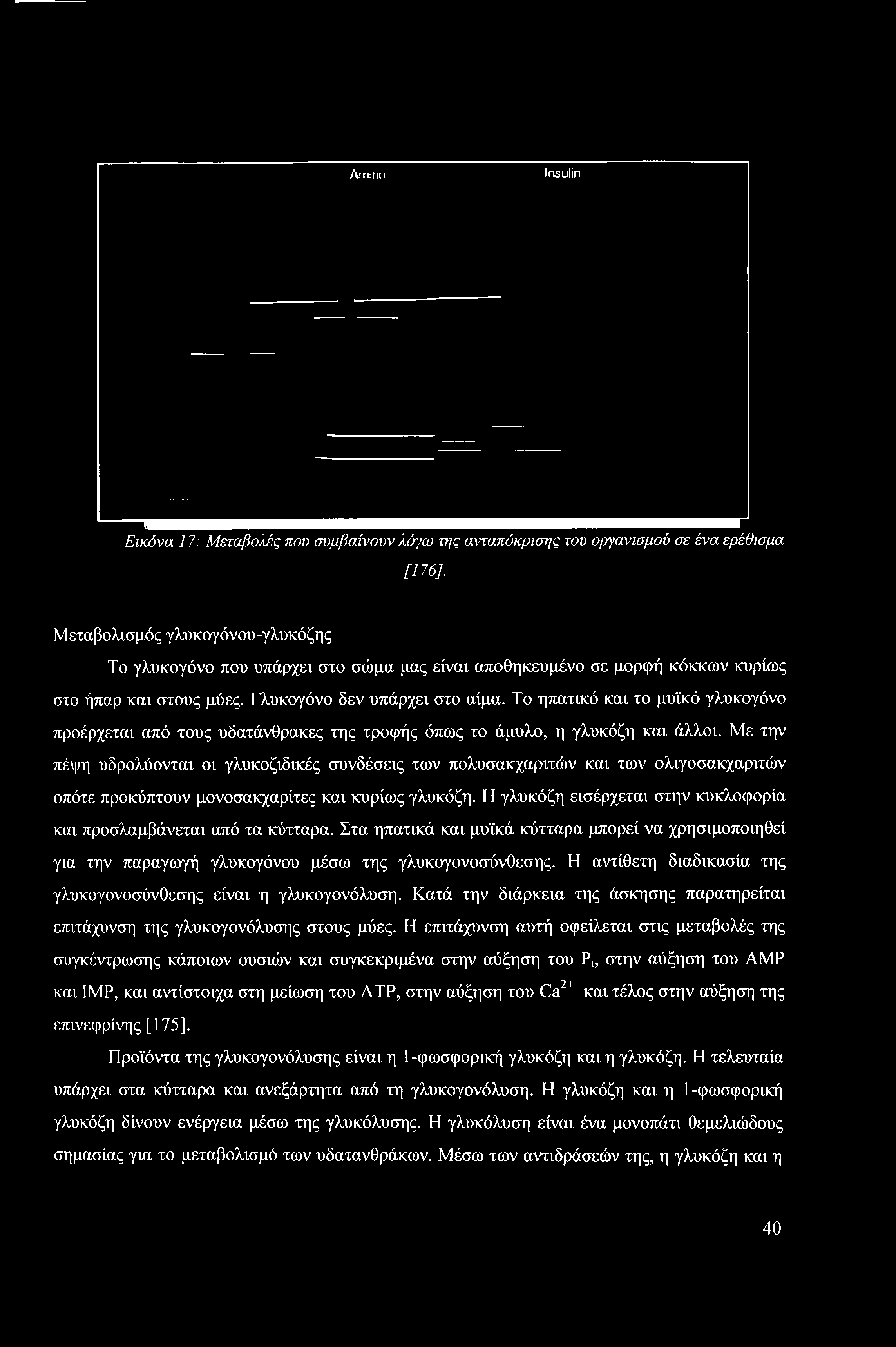 Το ηπατικό και το μυϊκό γλυκογόνο προέρχεται από τους υδατάνθρακες της τροφής όπως το άμυλο, η γλυκόζη και άλλοι.