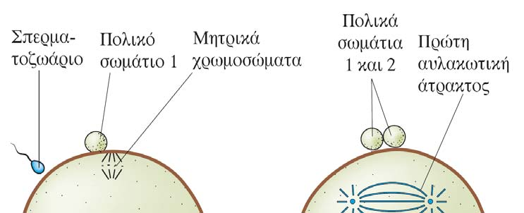 ραχιοκοιλιακού