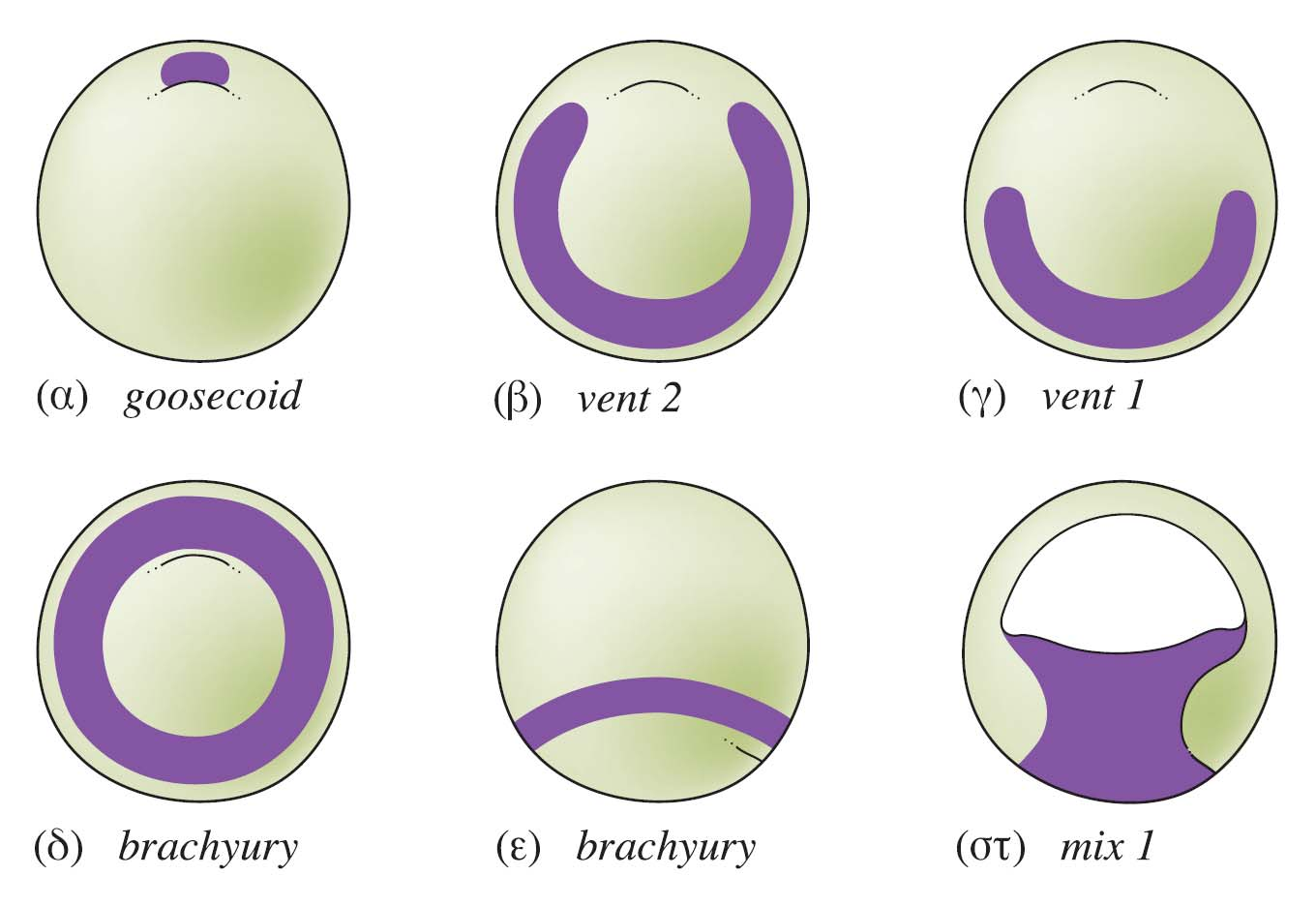 Ο σχηματισμός του ενδοδέρματος ο προκαθορισμός των κυττάρων εξαρτάται από το μεταγραφικό παράγοντα VegT και το παρακρινή παράγοντα Vg1, που είναι μητρικής προέλευσης και κατανέμονται στα