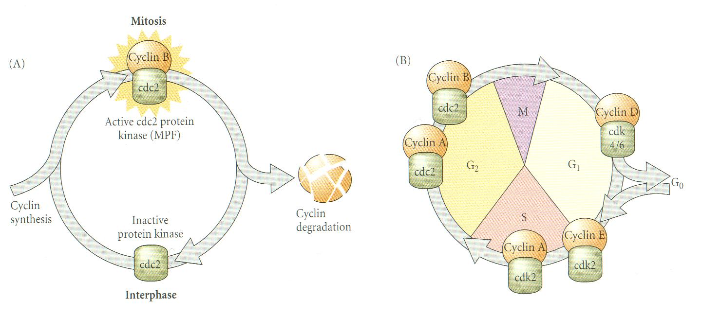 Η διαφοροποίηση του κυτταρικού κύκλου κατά την αυλάκωση Κατά