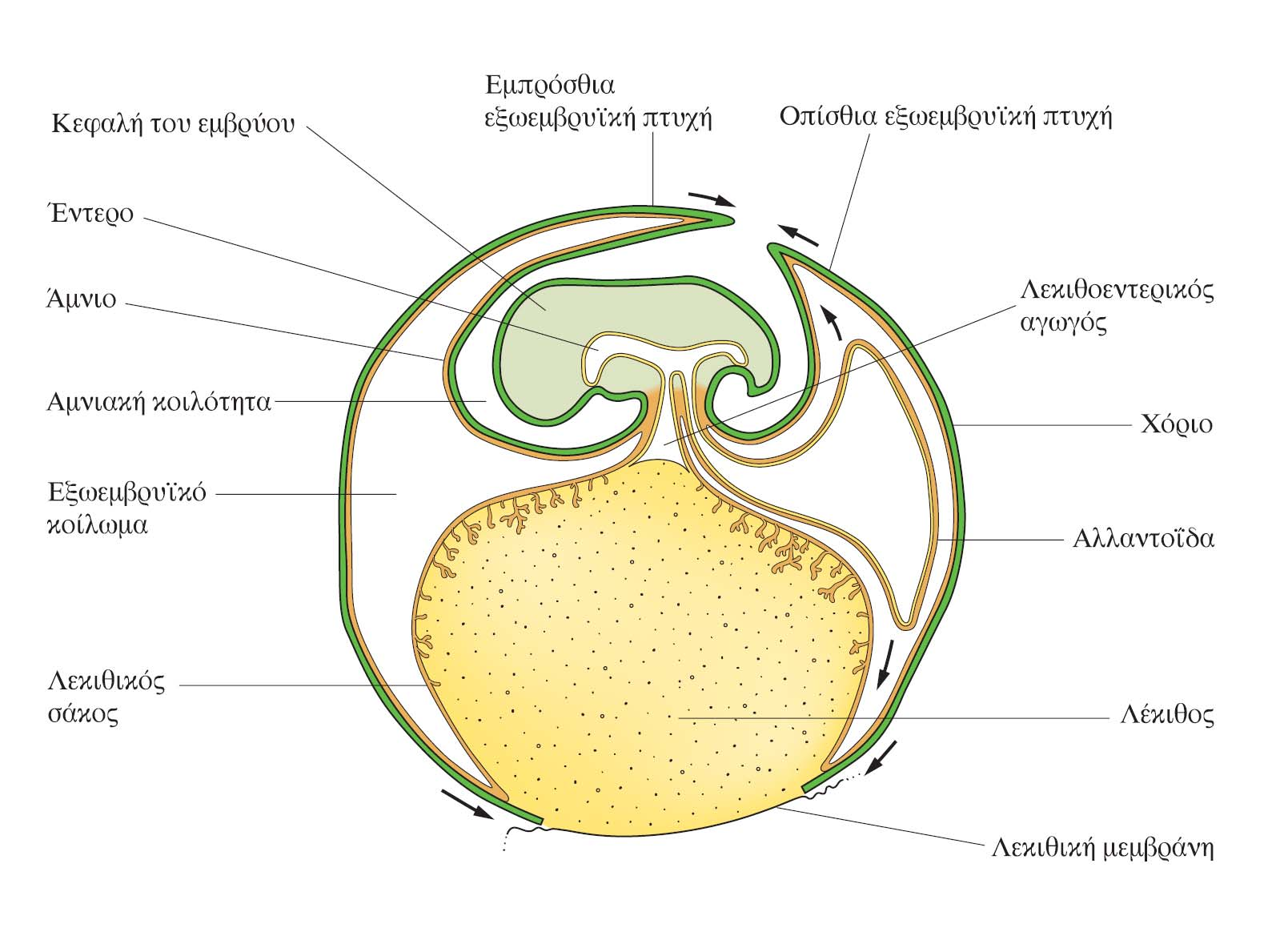 Οι εξωεμβρυϊκές δομές στο έμβρυο της όρνιθας σωματικό μεσόδερμα εξώδερμα