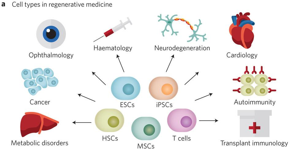 Κυτταρικές θεραπείες Για τις ανάγκες της μεταμόσχευσης βλαστικών κυττάρων θα πρέπει επαναλήψιμα να επιτυγχάνεται: Δυνατότητα πολλαπλασιασμού και δημιουργία μεγάλου αριθμού κυττάρων για την