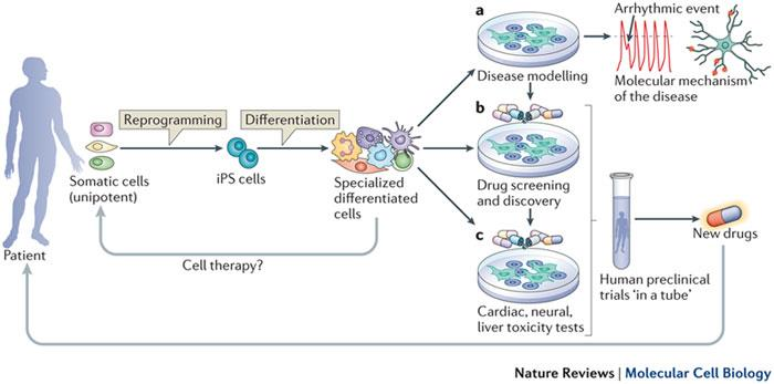 Προσεγγίσεις στη χρήση των ips κυττάρων Adult somatic cells (unipotent) from any patient can be reprogrammed into induced pluripotent stem (ips) cells.