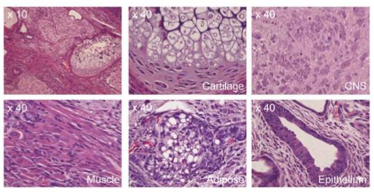 Induced Pluripotent Cells (ips cells)