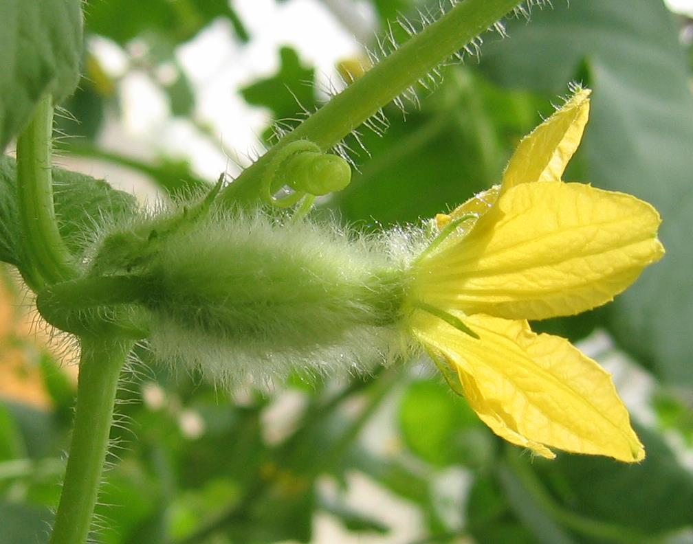 Cucumis