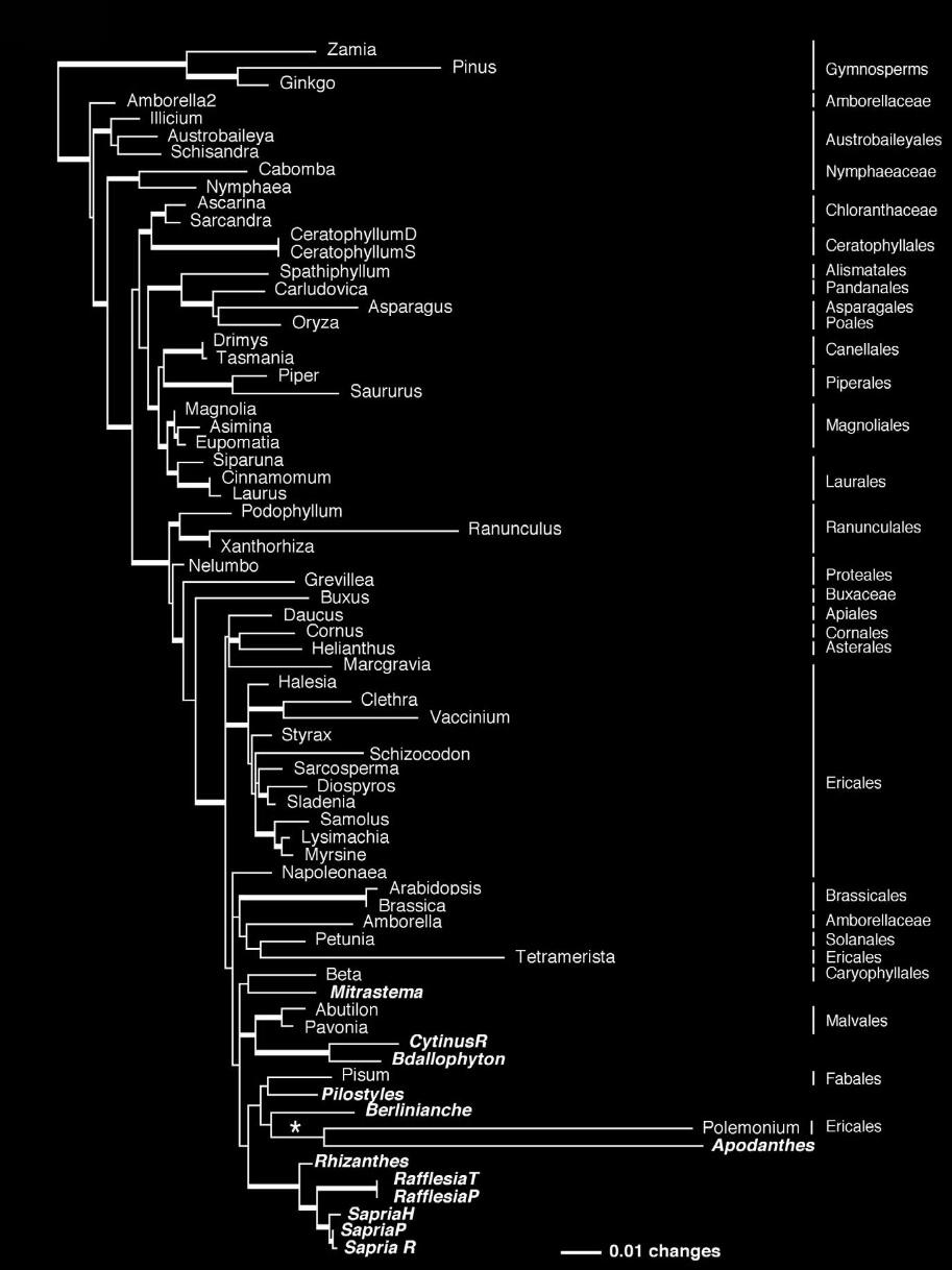 δζντρο ML Ταξινόμηςη (5/11) Εικόνα 4 http://nickrentlab.siu.edu/nickrentpdfs/bmcevolrafflesia.pdf, by Nickrent et al., CC-BY-2.0, http://creativecommons.