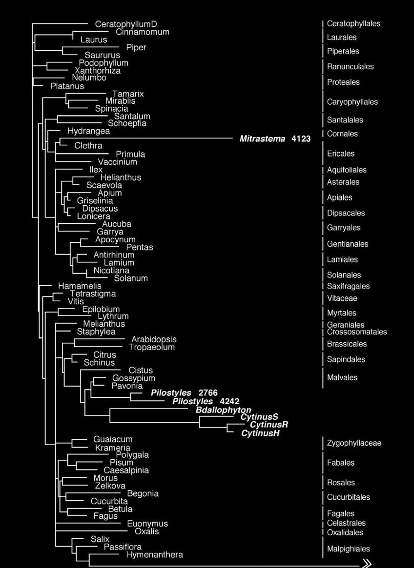 δζντρο ML Ταξινόμηςη (7/11) Εικόνα 6 http://nickrentlab.siu.edu/nickrentpdfs/bmcevolrafflesia.pdf, by Nickrent et al., CC-BY-2.0, http://creativecommons.org/licenses/by/2.