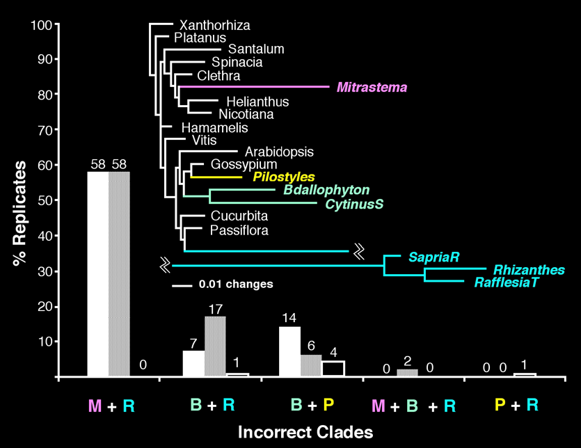 ΜΡ (77 taxa) ΜΡ (20 taxa) ΜL (20 taxa) Ταξινόμηςη (8/11) Εικόνα 7: οι μεγάλοι κλάδοι των Rafflesiales παραπλανοφν τθν ΜΡ «ανάλυςθ προςομοίωςθσ», θ ΜΡ τοποκετεί τουσ κλάδουσ ςτθ ςωςτι