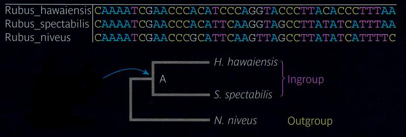 DNA 6 νουκλ.