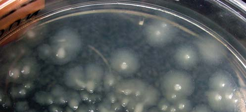 Αποικίες, σε καλλιέργεια του βακτηρίου Dickeya sp., με εμφάνιση τηγανητού αυγού. Πίνακας 1: Επίπεδα ανοχής, κατά τις επισκοπήσεις (μακροσκοπικός έλεγχος), στην ασθένεια μελάνωση της πατάτας (από P.