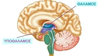 7 βρίσκονται κοντά στο οπτικό νεύρο και βαθιά στον εγκέφαλο μας, όπου υπάρχουν διάφορα «κέντρα» που ελέγχουν τον ύπνο και διάφορα άλλα που ελέγχουν την εγρήγορση.