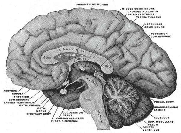 Notre cerveau est composé de 100 milliards de cellules cérébrales qui sont reliées chacune en moyenne à des milliers d autres cellules.