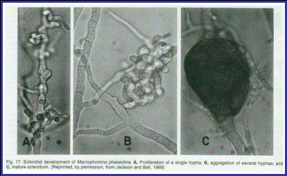 Στάδια σχηματισμού μικροσκληρωτίων του Macrophomina phaseolina Πηγή:
