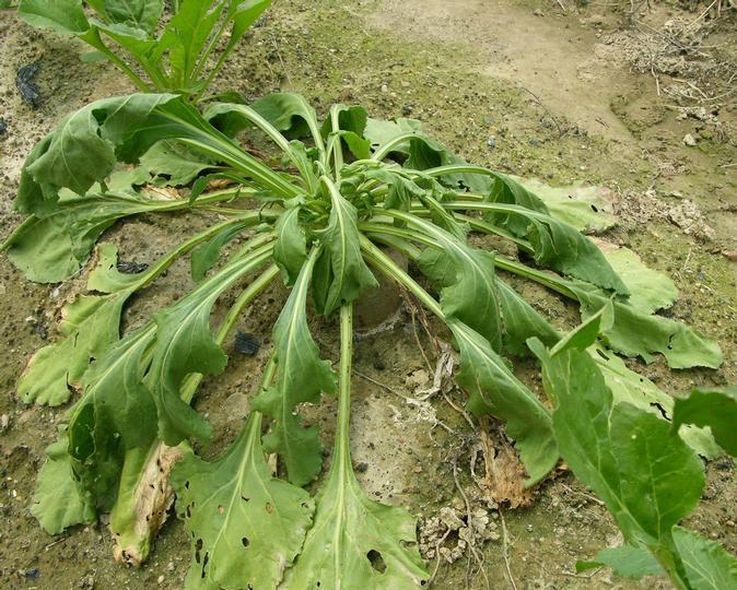 Sclerotium rolfsiiσε τεύτλα (1) Συμπτώματα μαρασμού στο υπέργειο (σύγκρινε με σήψη από