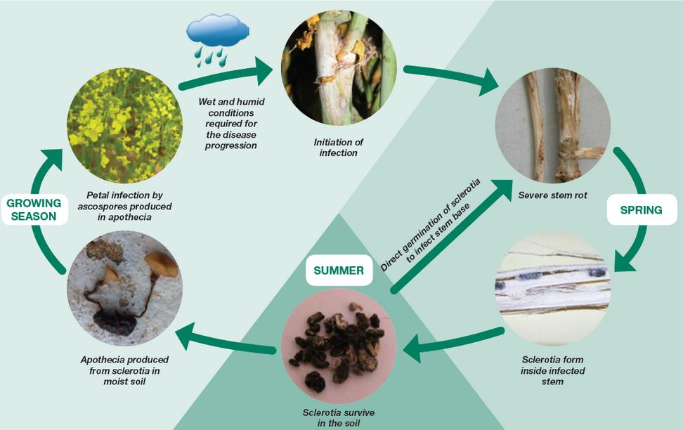 Κύκλος της ασθένειας από Sclerotinia sclerotiorum (2)