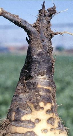 Rhizoctonia σε τεύτλα - Συμπτώματα (1) Καστανή ξηρή σήψη