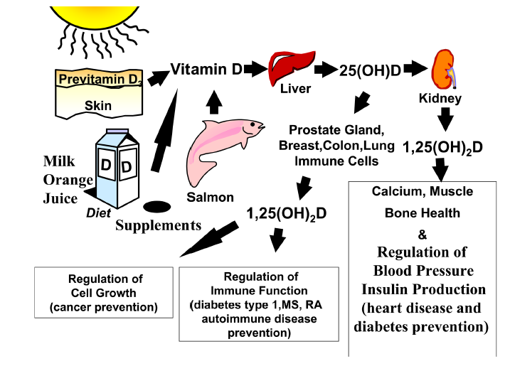Πηγές βιταμίνης D και οι