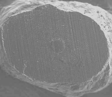 a b Figure 10. Simultaneous comparison under SEM between non sputter-coated roots (a) and gold sputter-coated replicas. No difference in surfaces topography can be observed (x30).