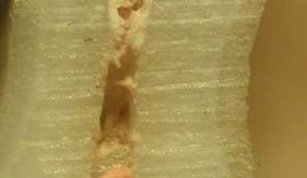after root-end