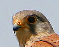 Τάξη: Accipitriformes (Αετόµορφα) Οικογένεια : Falconidae (Γεράκια) Είδος: Falco tinnunculus (Βραχοκιρκίνεζο) Γνωρίσµατα: Είναι ένα από τα µικρότερα σε µέγεθος (34εκ.