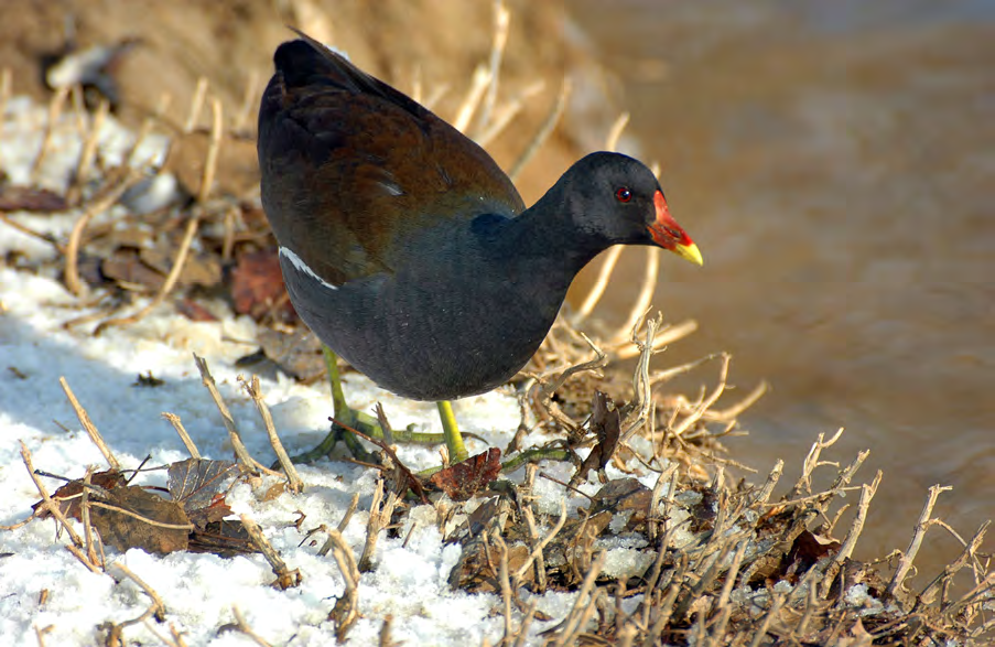 Τάξη: Gruiformes (Γερανόµορφα) Οικογένεια: Rallidae (Πουλάδες) Είδος: Gallinula chloropus (Νερόκοτα - Νεροπουλάδα) Γνωρίσµατα: Υδρόβιο πτηνό µε µέγεθος 32-35εκ. και φύλα όµοια.