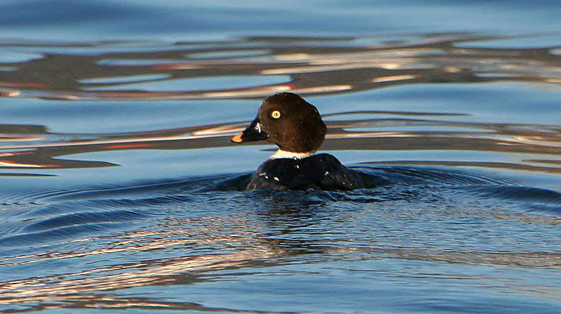 Τάξη: Anseriformes (Χηνόµορφα) Οικογένεια : Anatidae (Ανατίδες) Είδος: Bucephala clangula (Βουκεφάλα, Κουδουνόπαπια) Γνωρίσµατα: Μετρίου µεγέθους πάπια (46εκ.) µε φυλετικό διµορφισµό.