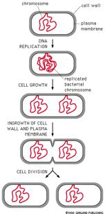 Τα βακτήρια αναπαράγονται αφυλετικά χρωμόσωμα Κυτταρικό τοίχωμα Κυτταρική μεμβράνη ΑΝΤΙΓΡΑΦΗ ΤΟΥ DNA