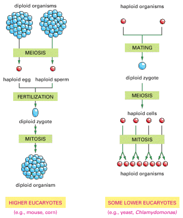 Η φυλετική αναπαραγωγή γίνεται τόσο σε διπλοειδή όσο και σε απλοειδή κύτταρα Διπλοειδείς οργανισμοί Απλοειδείς οργανισμοί ΜΕΙΩΣΗ ΖΕΥΓΑΡΩΜΑ Απλοειδές ωάριο Απλοειδές σπερματοζωάριο