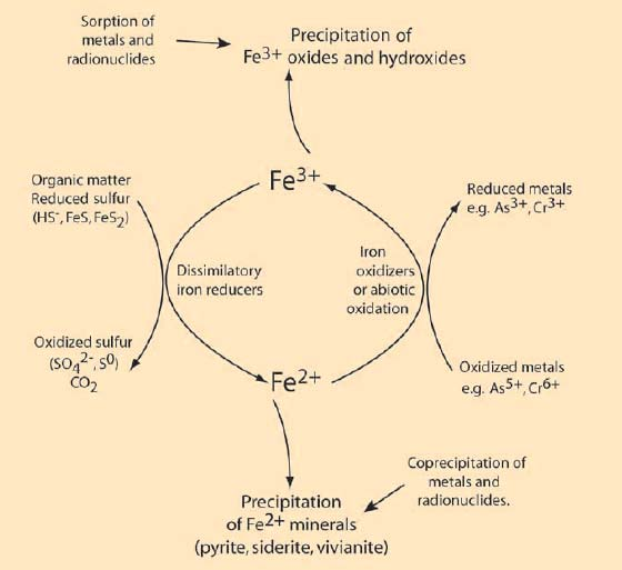 Οξειδοαναγωγικός κύκλος Fe και άλλα στοιχεία 3 Προσρόφηση μετάλλων και ραδιονουκλεϊδίων Καθίζηση οξειδίων και υδροξειδίων Οργανική ύλη Θειούχες ενώσεις