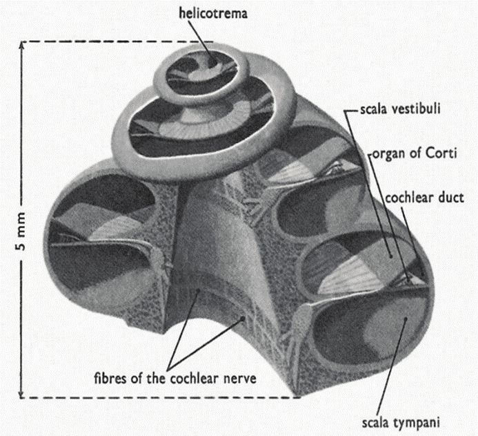 Ελικότρημα Αιθουσαία κλίμακα Όργανο του Corti Κοχλιακός πόρος Ίνες κοχλιακού νεύρου Τυμπανική κλίμακα Σχήμα 3.