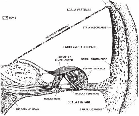 ΑΙΘΟΥΣΑΙΑ ΚΛΙΜΑΚΑ Οστέινο ελικοειδές πέταλο Ελικοειδής στεφάνη Μεμβράνη του Reissner Αγγειώδης ταινία ΕΝΔΟΛΕΜΦΙΚΟΣ ΧΩΡΟΣ Τριχωτά κύτταρα Έσω Έξω Καλυπτήριος υμένας Στηρικτικά κύτταρα Ακουστικοί