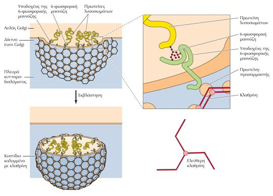 Μεταφορά στα λυσοσωμάτια & ανακύκλωση μεμβρανικών υποδοχέων Οι πρωτεΐνες που προορίζονται για τα λυσοσώματα είναι σημασμένες με κατάλοιπα 6-φωσφορικής μαννόζης, τα οποία προσδένονται σε